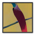 A bright bird on yellow