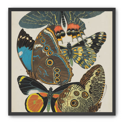 Five butterflies in quiet display