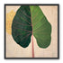 Split green leaf portrait