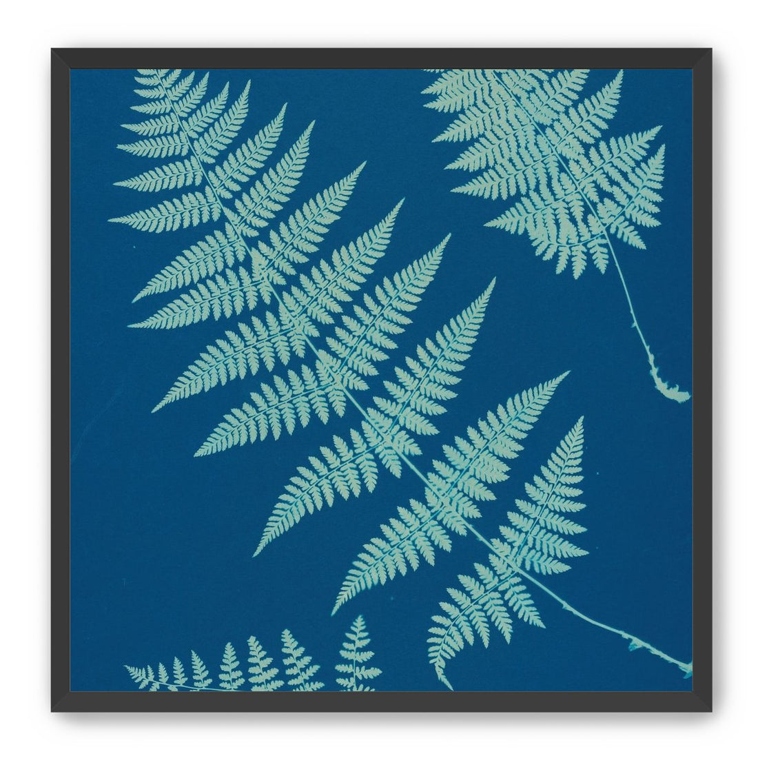 Pale ferns in deep blue