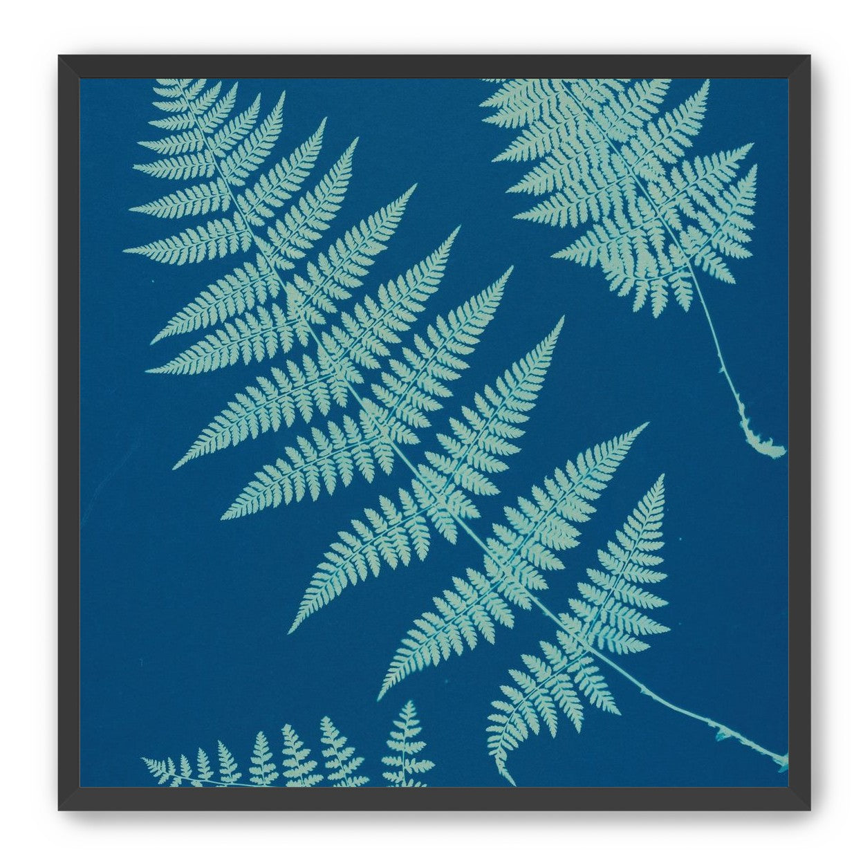 Pale ferns in deep blue