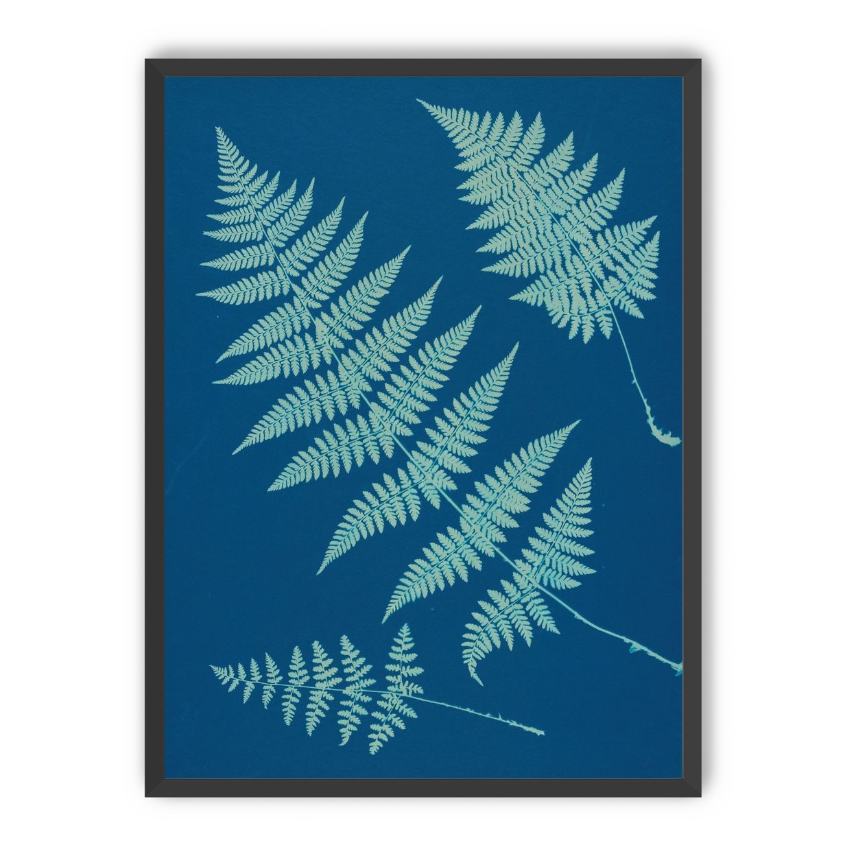 Pale ferns in deep blue