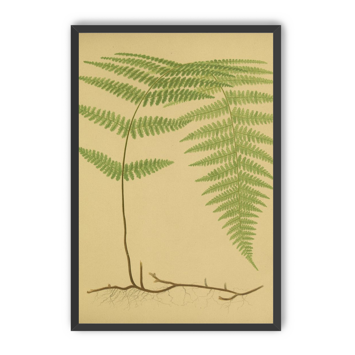 Green frond on tan paper
