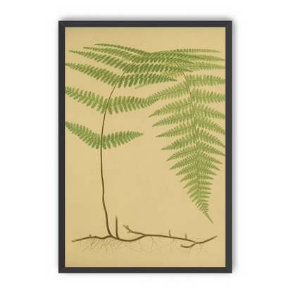 Green frond on tan paper