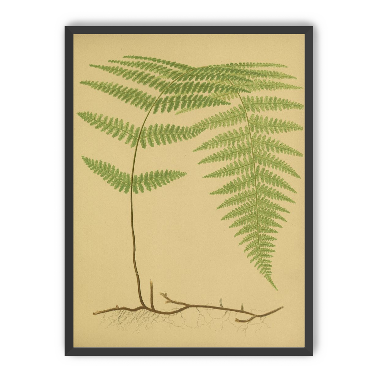 Green frond on tan paper
