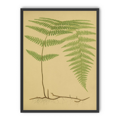 Green frond on tan paper