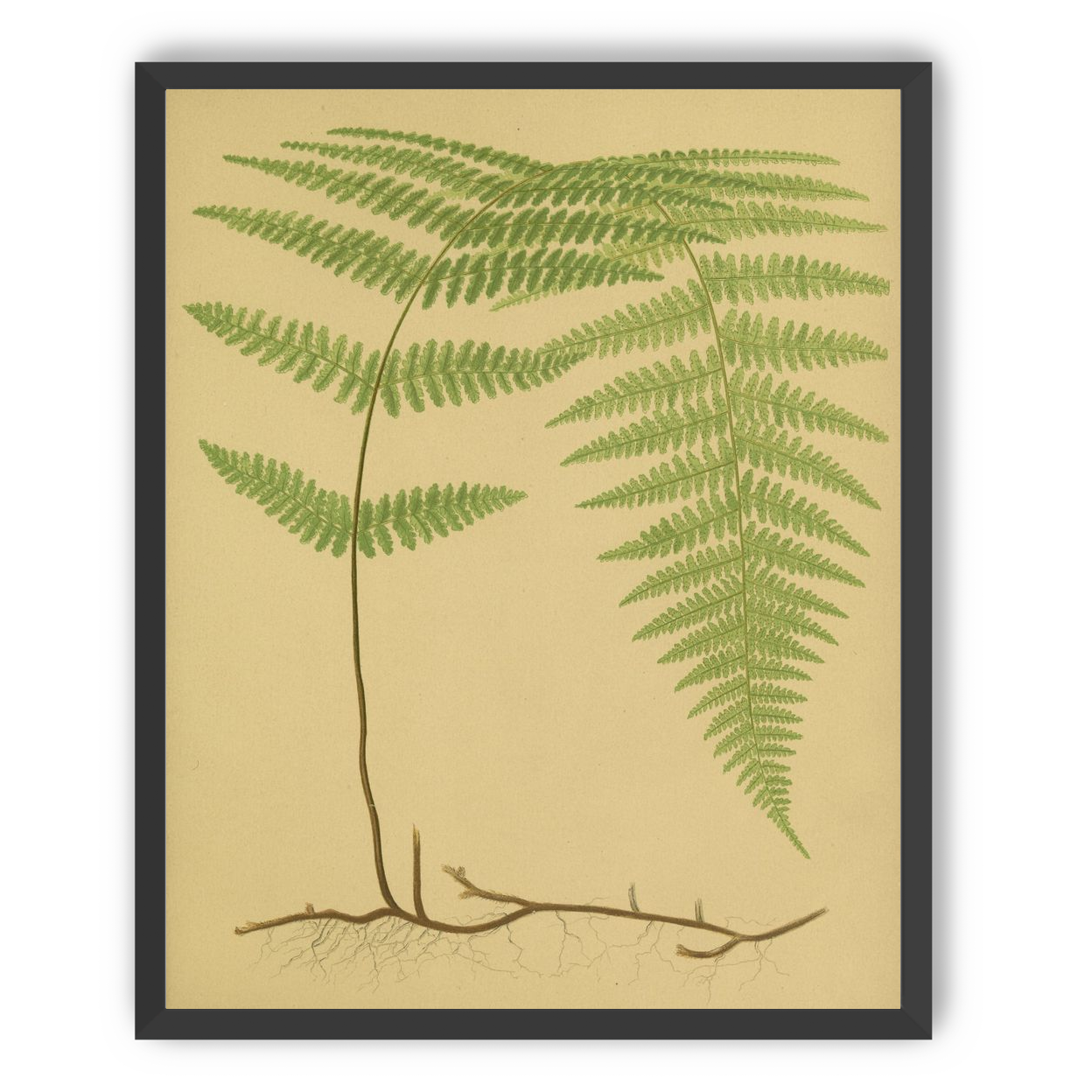 Green frond on tan paper