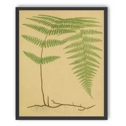 Green frond on tan paper