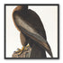 Brown hawk on rock