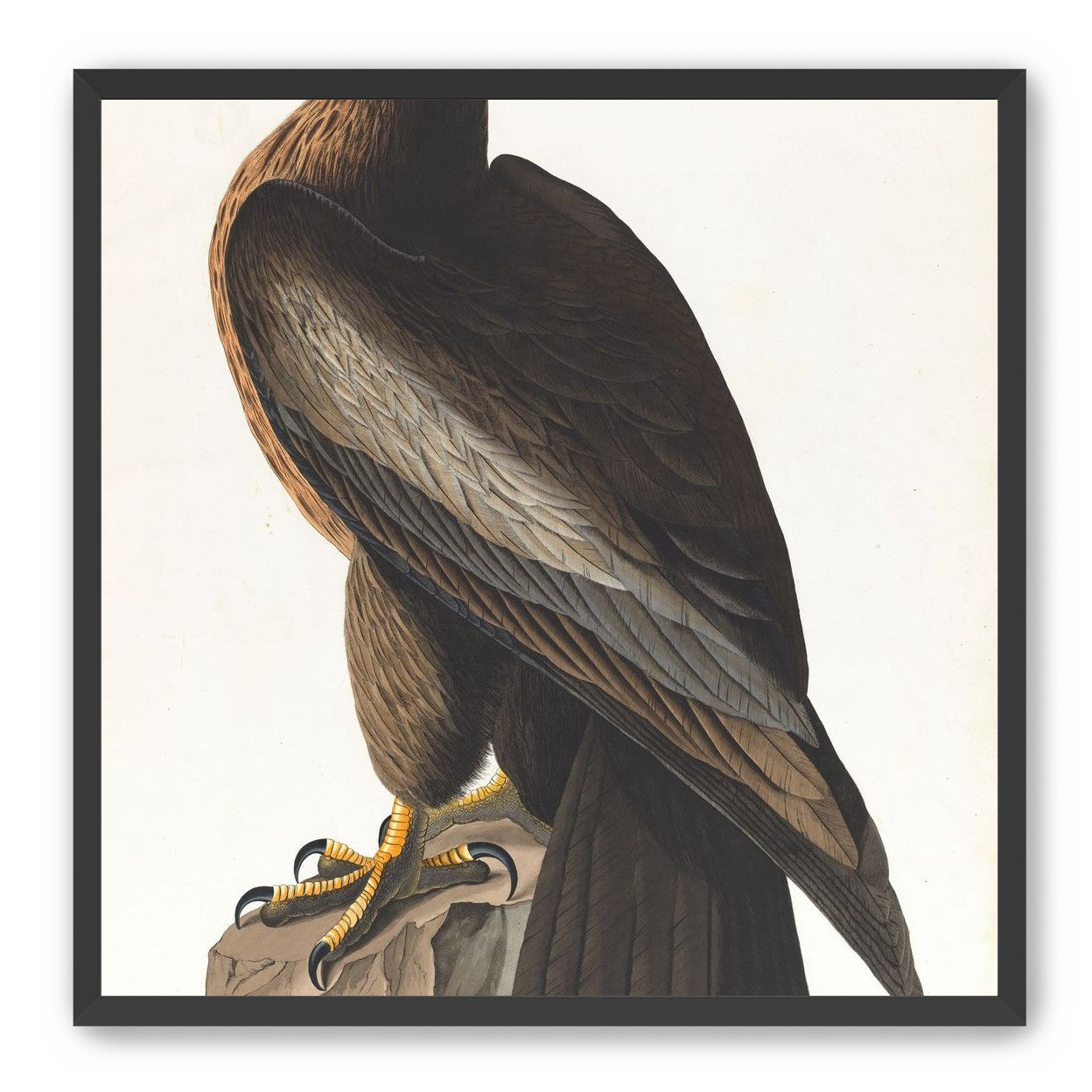 Brown hawk on rock