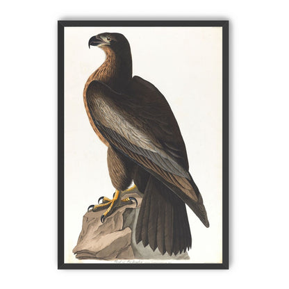 Brown hawk on rock