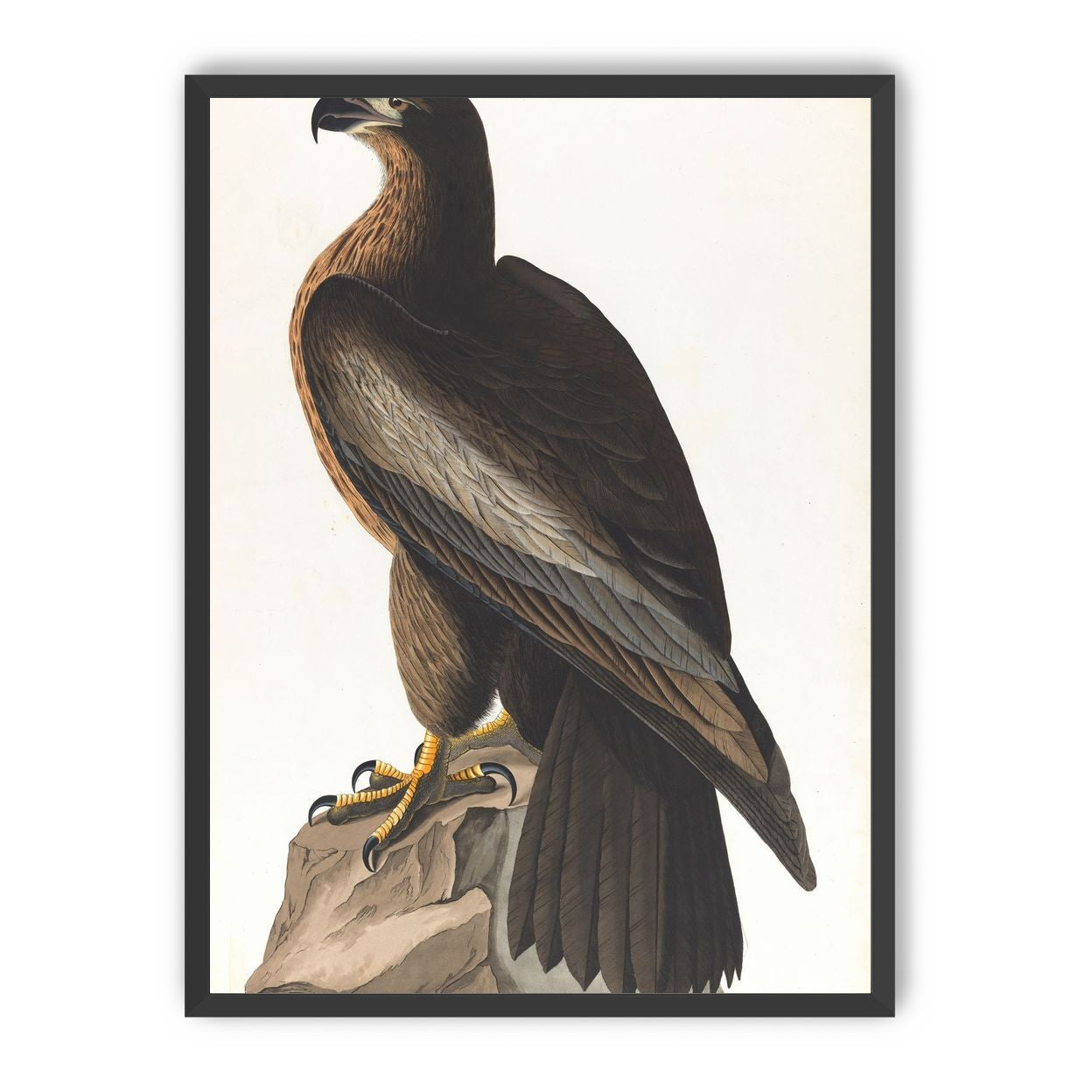 Brown hawk on rock