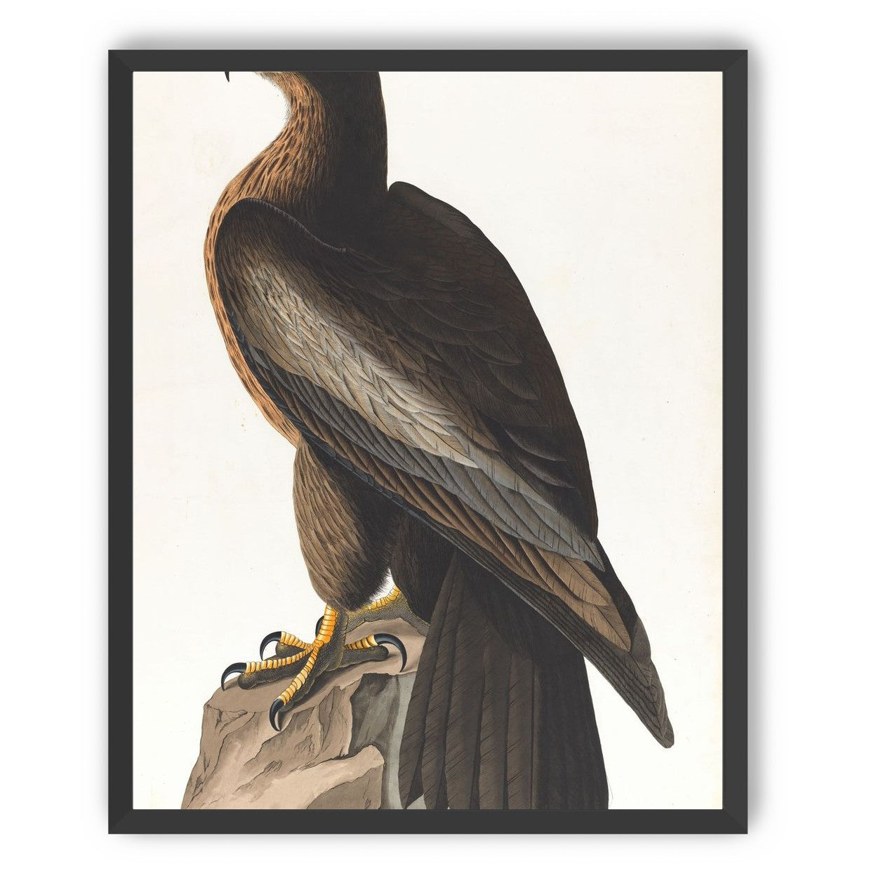 Brown hawk on rock