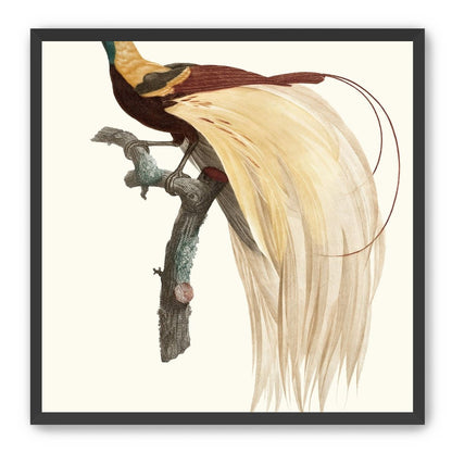 Open beak and trailing plumes