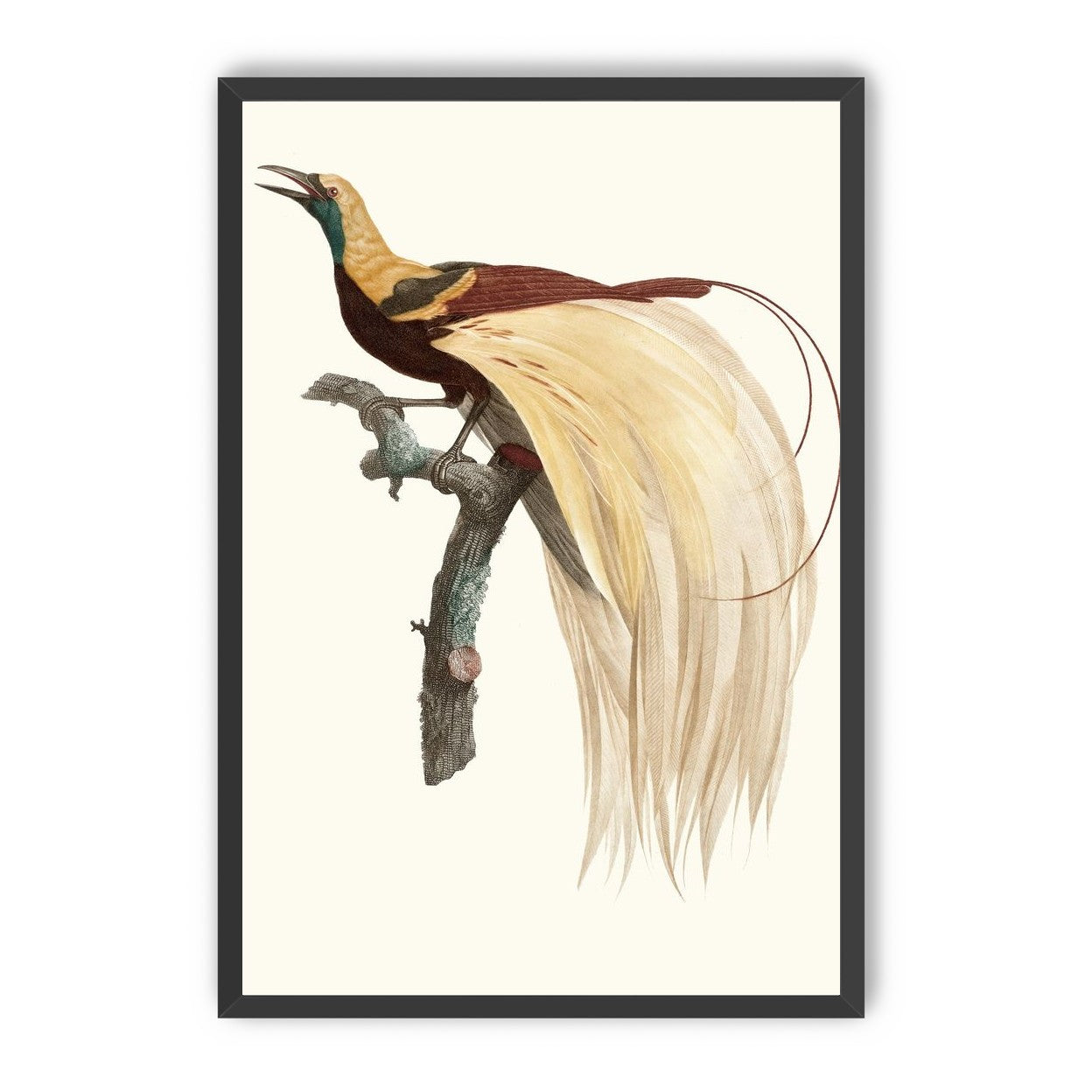 Open beak and trailing plumes