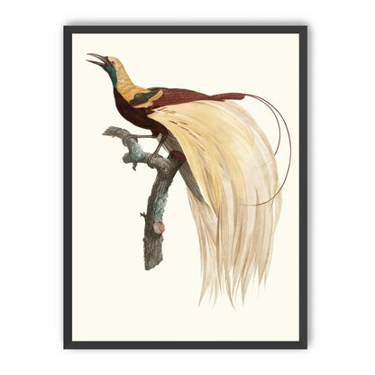 Open beak and trailing plumes