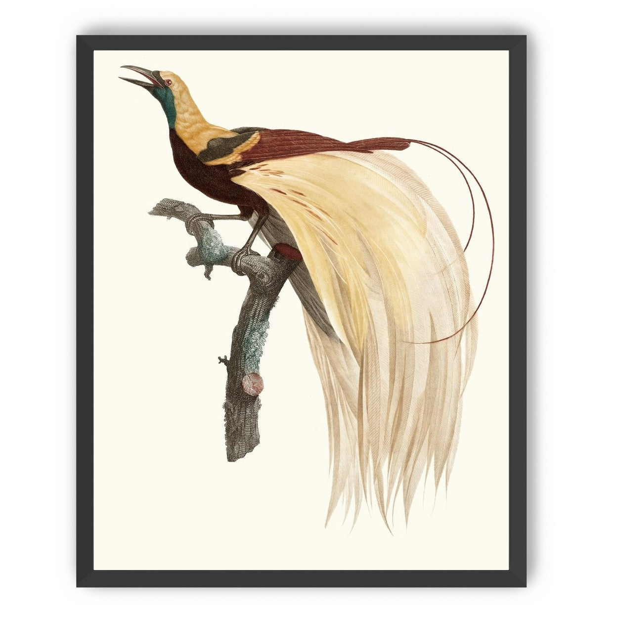 Open beak and trailing plumes