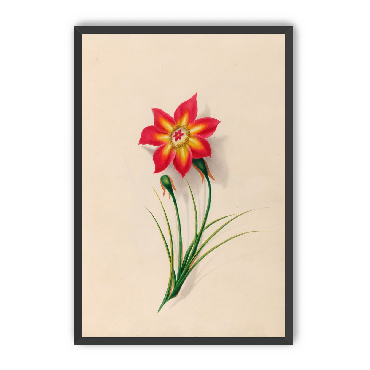 One flower above two buds