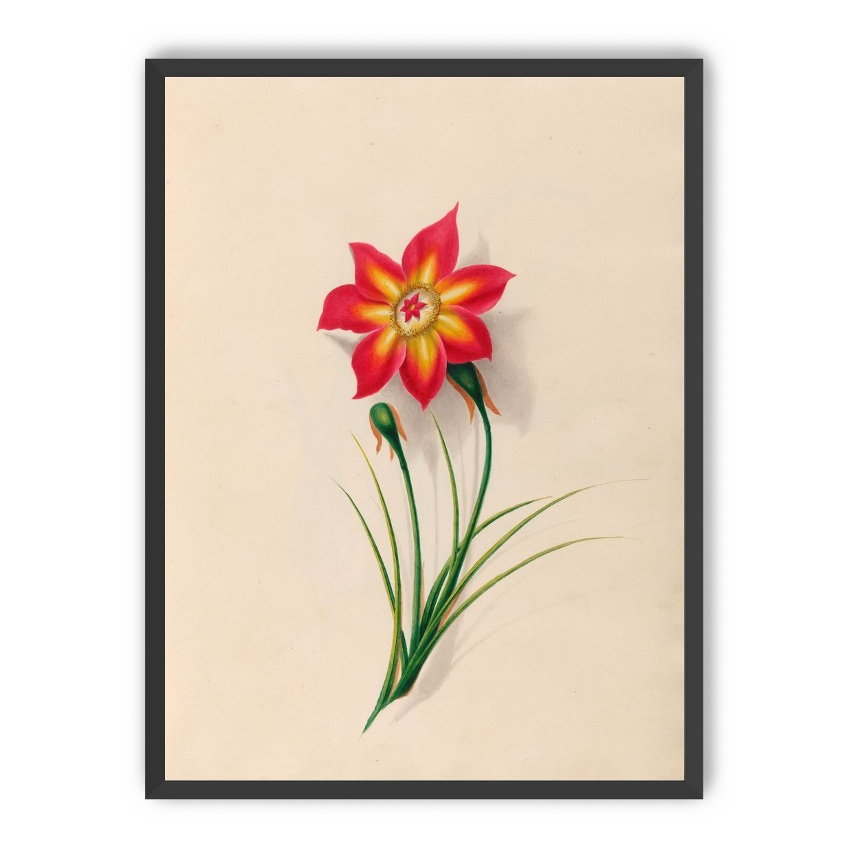 One flower above two buds