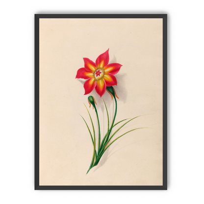 One flower above two buds