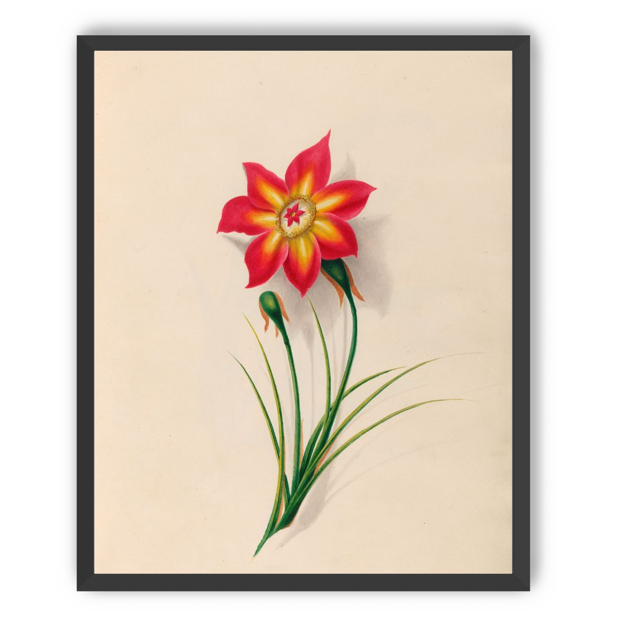 One flower above two buds