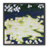 Petals crossing the bright water