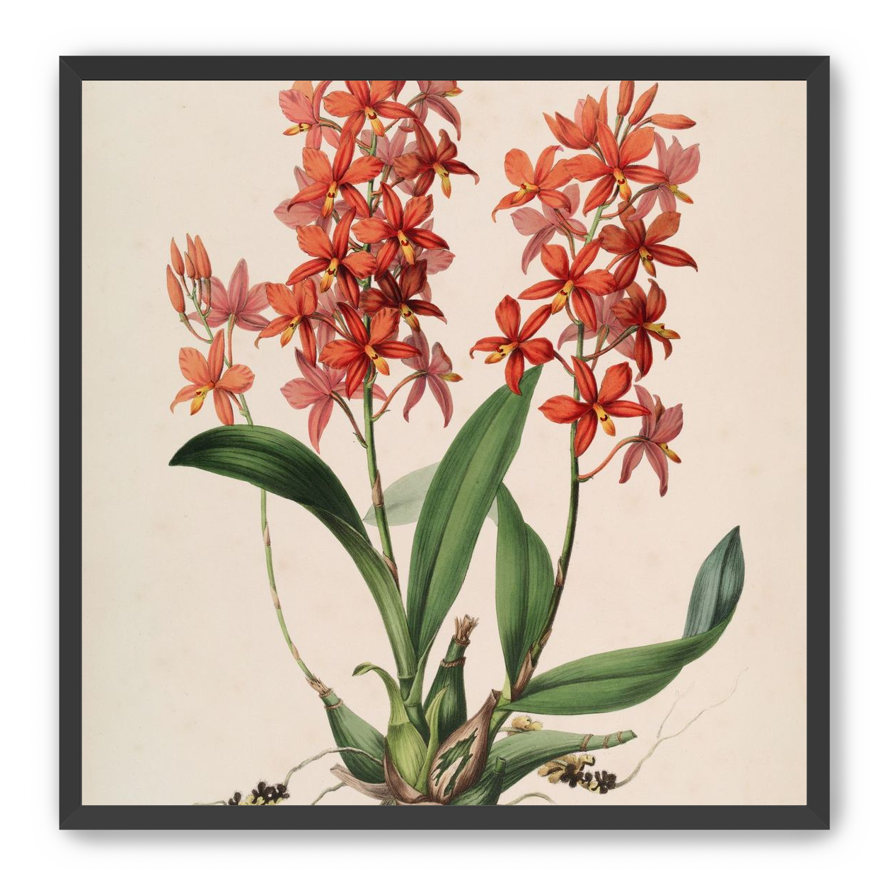 Red orchids on white paper
