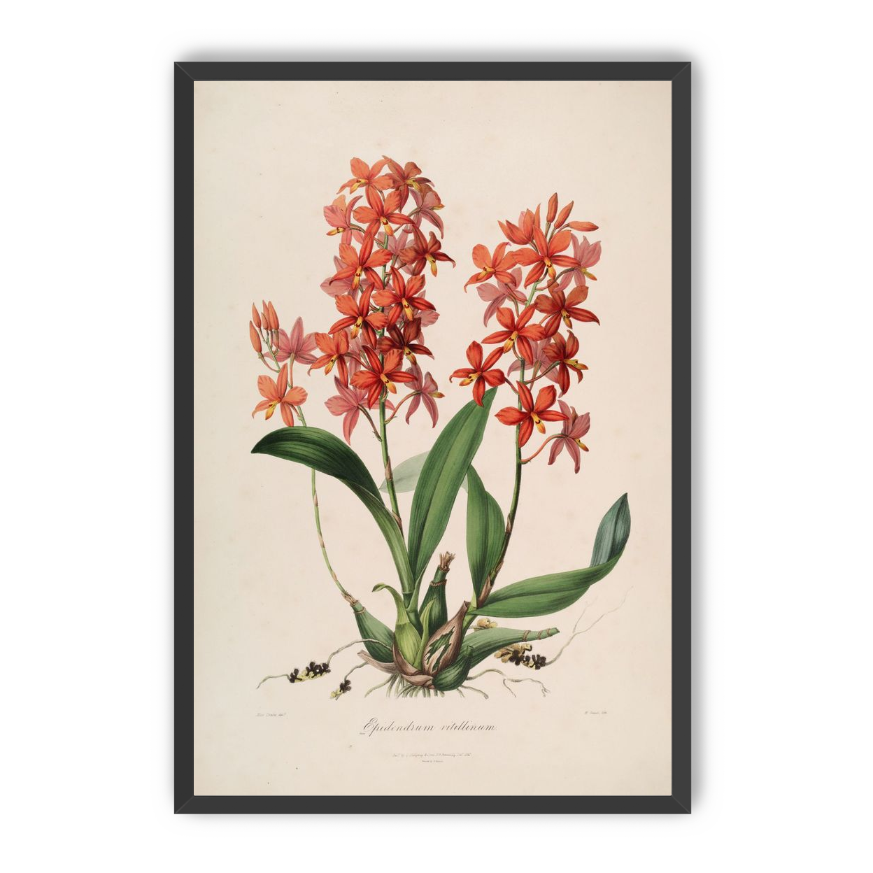 Red orchids on white paper