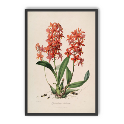 Red orchids on white paper