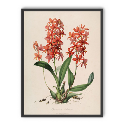 Red orchids on white paper