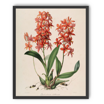 Red orchids on white paper