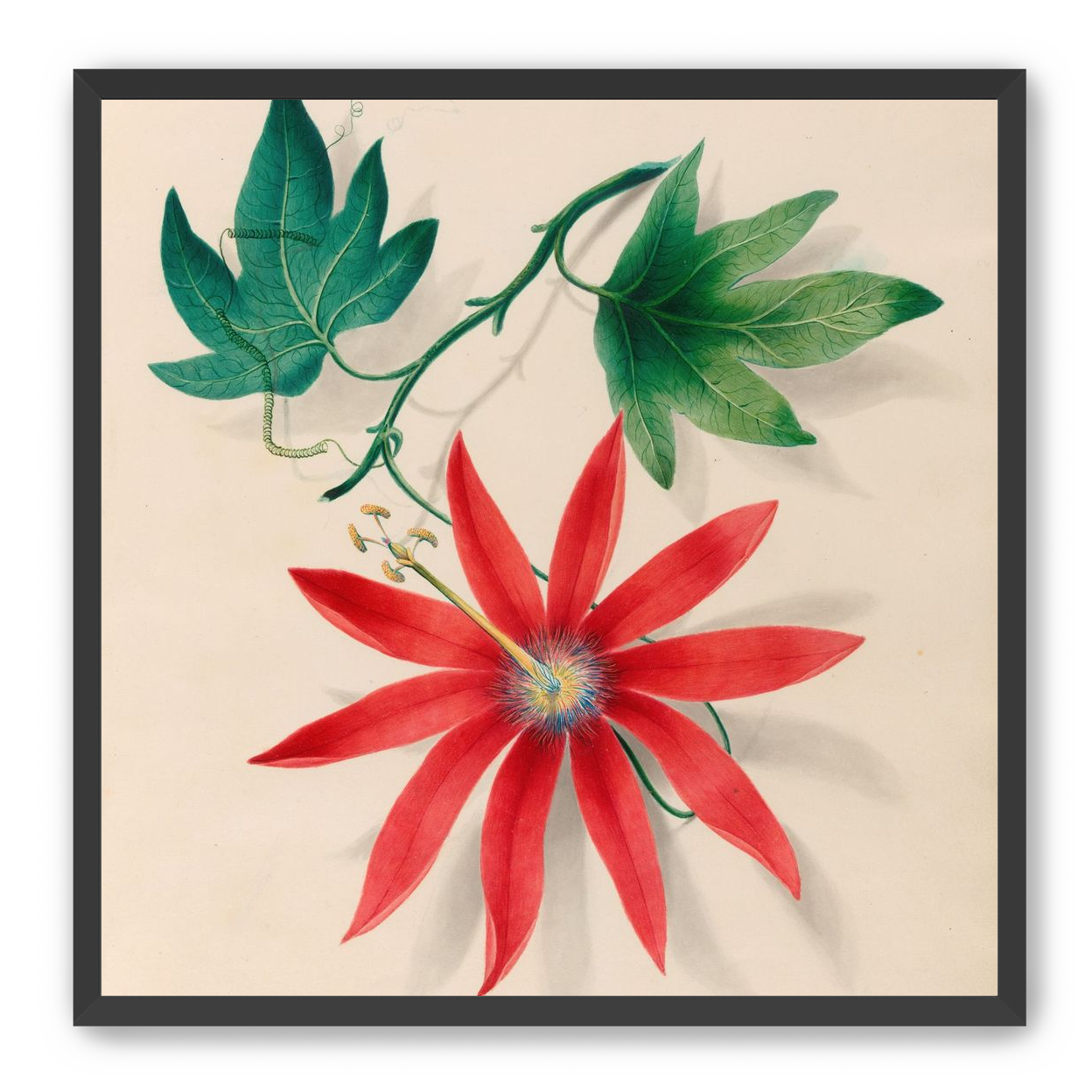 Red bloom on green vine