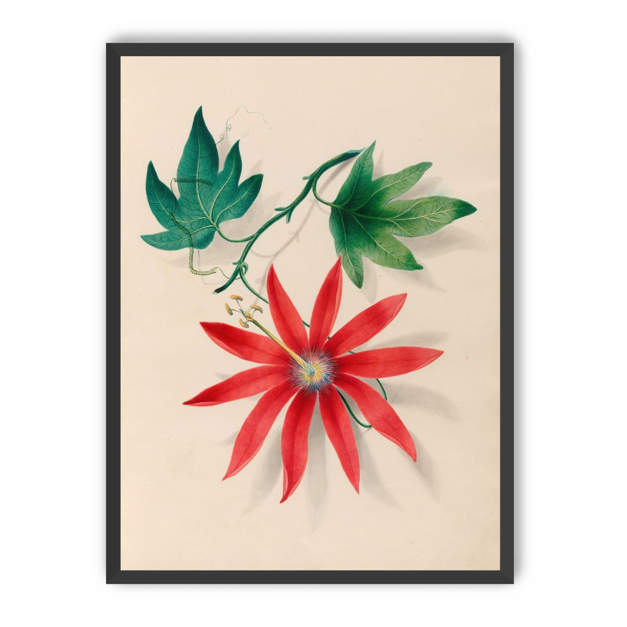 Red bloom on green vine