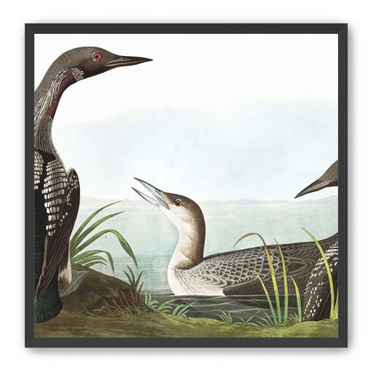 Black Throated Diver