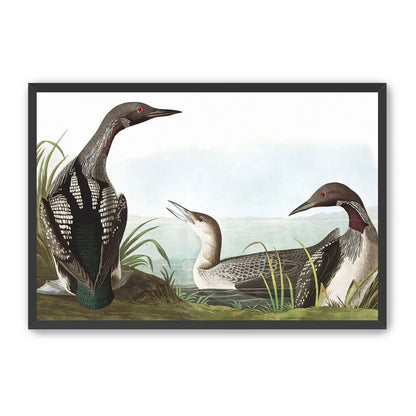 Black Throated Diver