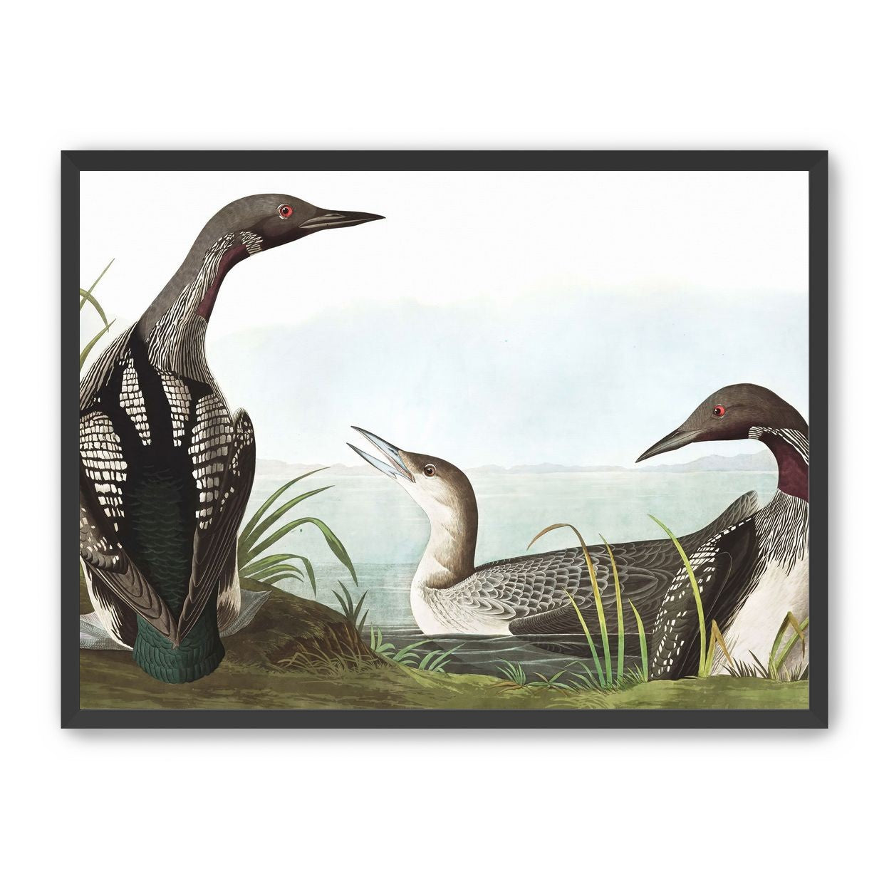 Black Throated Diver