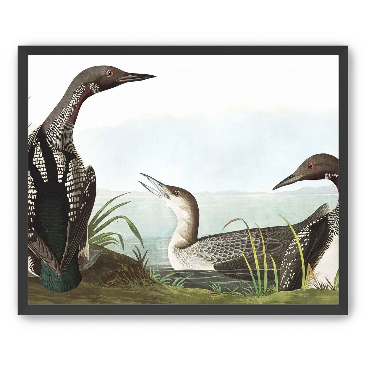 Black Throated Diver