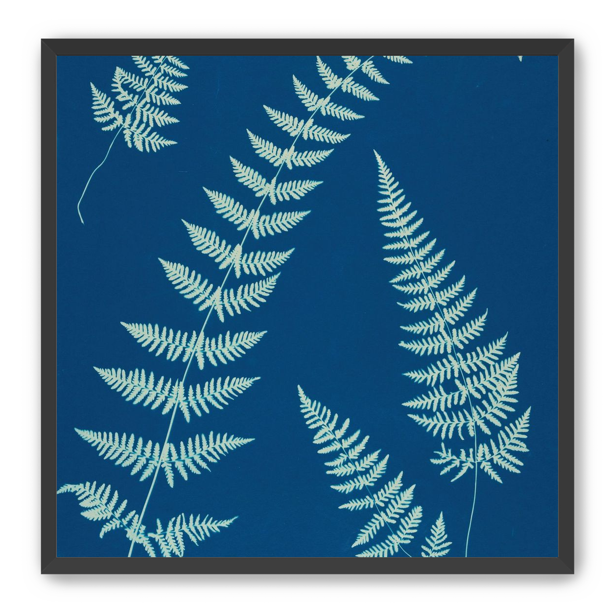 Fern shadows in blue