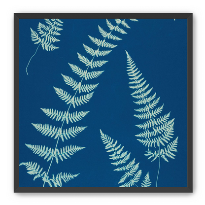 Fern shadows in blue