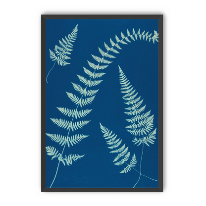 Fern shadows in blue