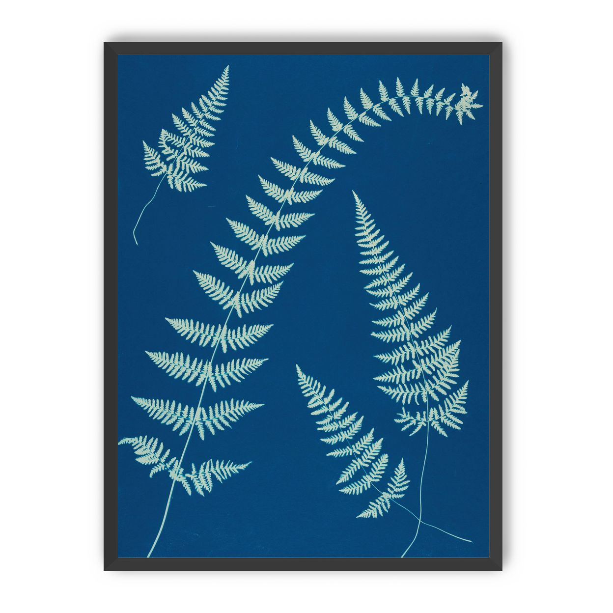 Fern shadows in blue