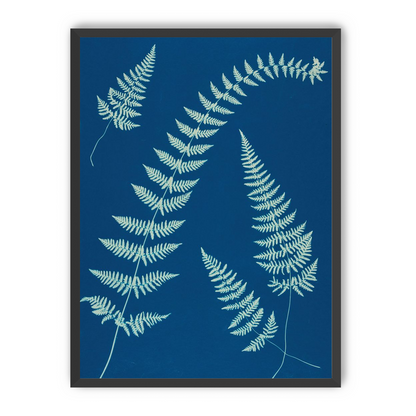 Fern shadows in blue