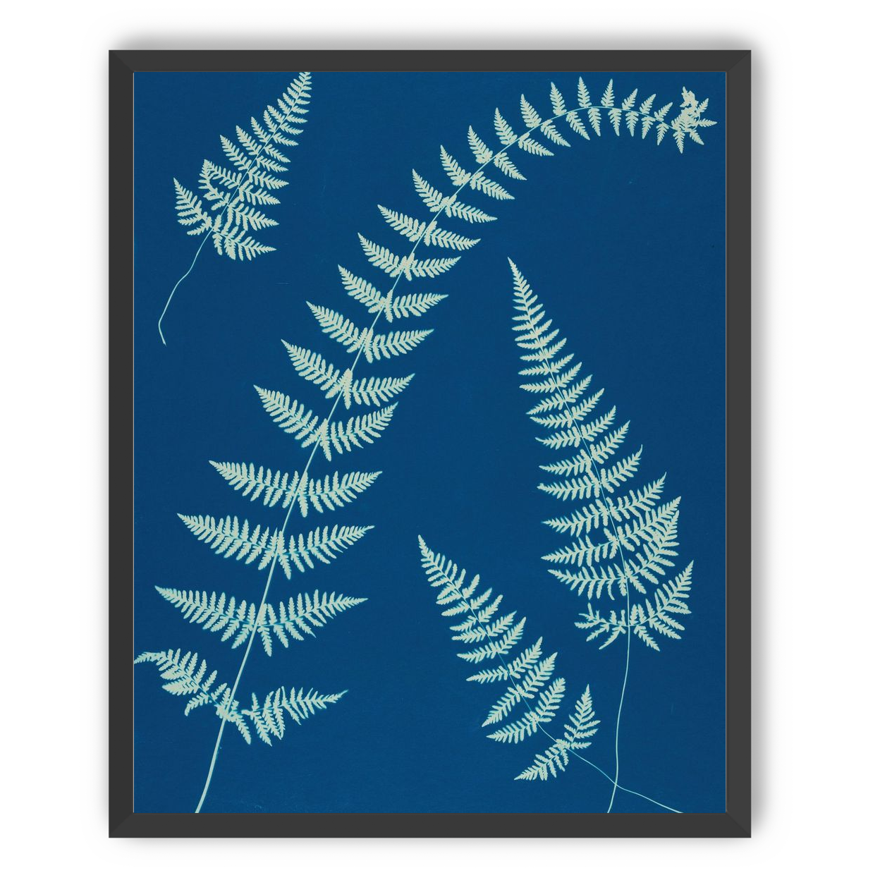 Fern shadows in blue