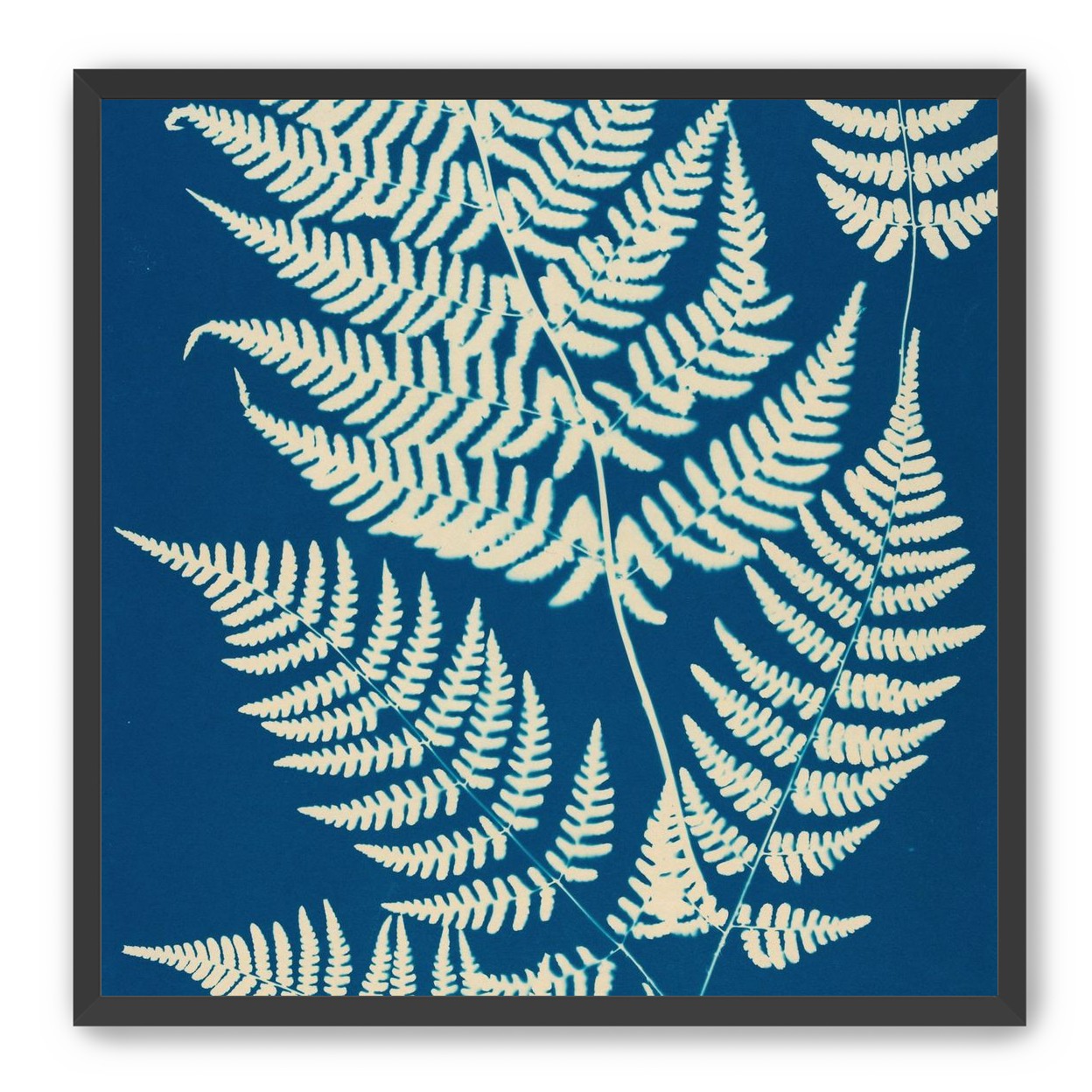 Ferns crossing blue field