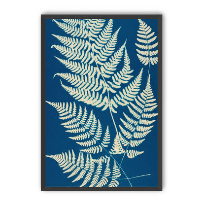 Ferns crossing blue field