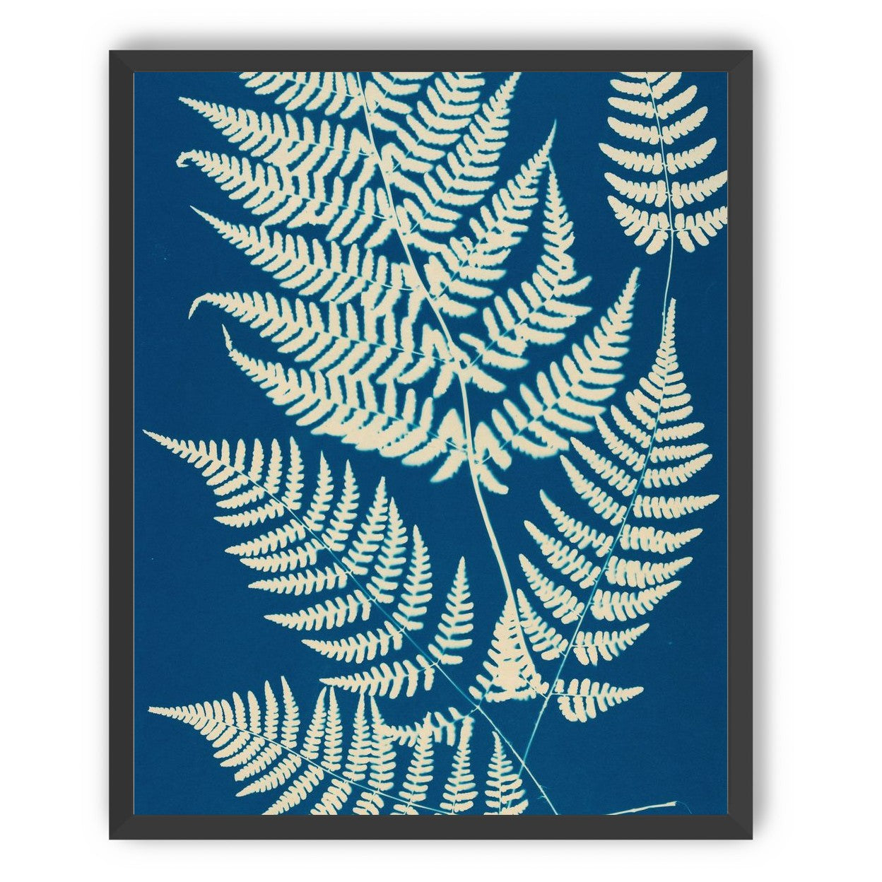 Ferns crossing blue field