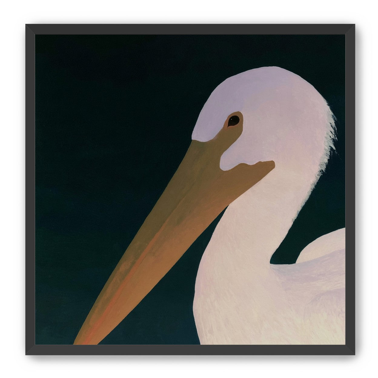 White pelican in stillness