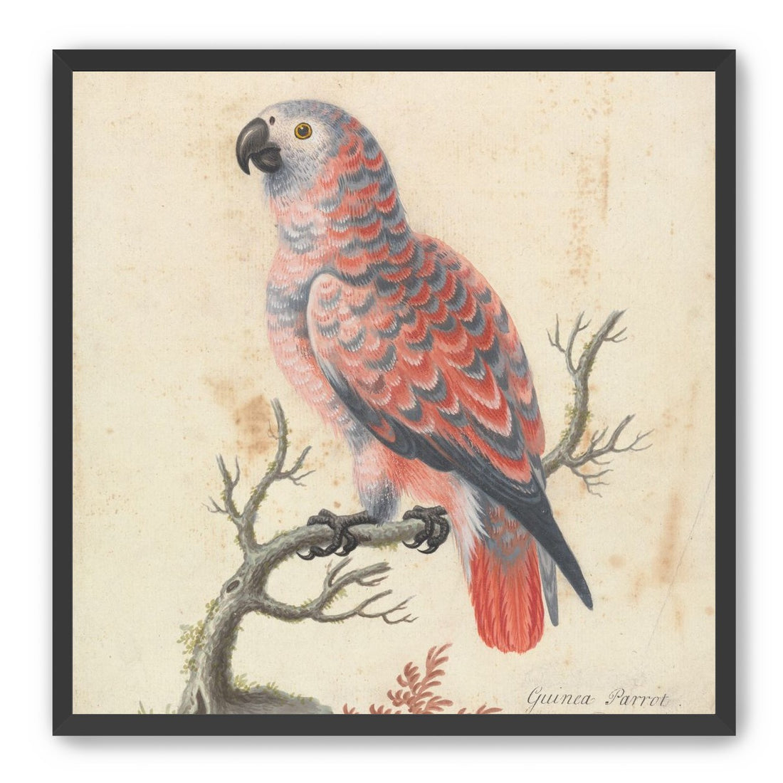 Parrot among bare branches