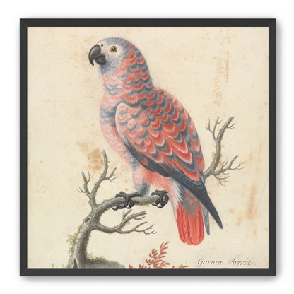 Parrot among bare branches
