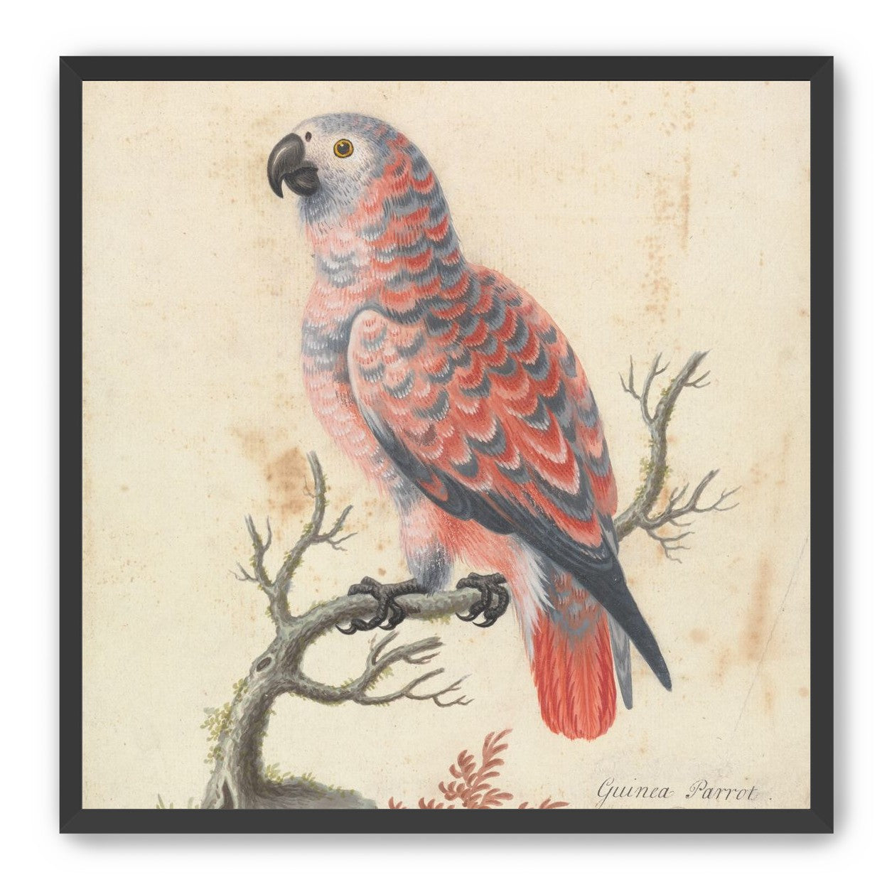 Parrot among bare branches